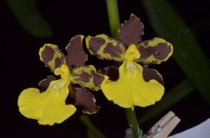 Oncidium hyphaematicum