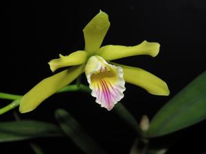 Cattleya xanthina