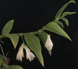 Dendrobium oligophyllum