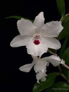 Dendrobium annae