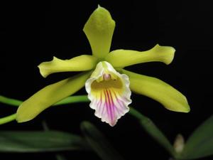 Cattleya xanthina