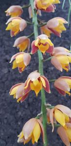 Lueddemannia pescatorei