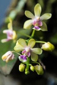 Phalaenopsis deliciosa