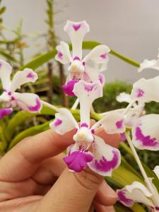 Vanda luzonica