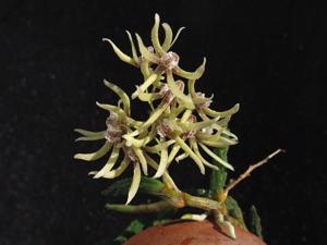 Dendrobium cucumerinum