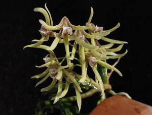 Dendrobium cucumerinum