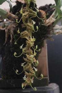 Cycnoches egertonianum var. egertonianum