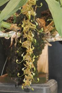 Cycnoches egertonianum var. egertonianum