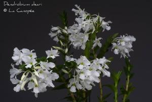 Dendrobium dearei