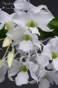 Dendrobium dearei