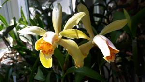 Cattleya forbesii