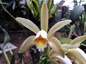 Cattleya forbesii