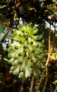 Dendrobium smillieae