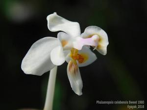 Phalaenopsis celebensis