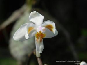 Phalaenopsis celebensis