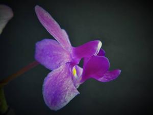 Phalaenopsis buyssoniana