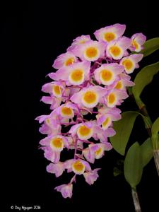 Dendrobium amabile