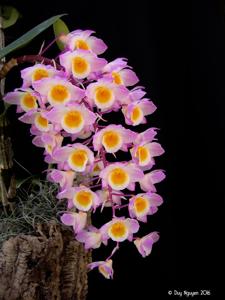 Dendrobium amabile