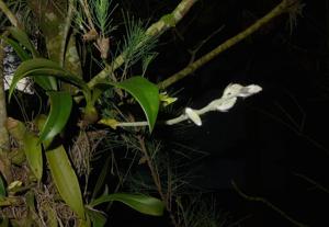Dendrolirium lasiopetalum