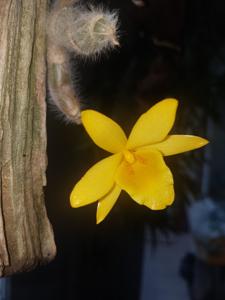 Dendrobium senile