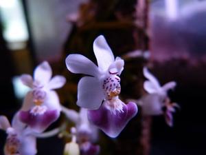 Phalaenopsis parishii