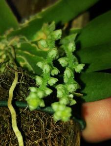 Ornithocephalus gladiatus