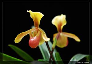 Paphiopedilum helenae