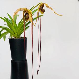 Phragmipedium humboldtii