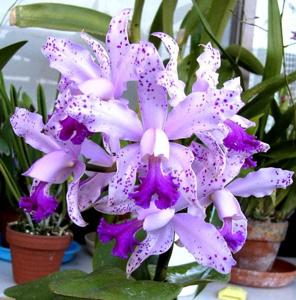 Cattleya amethystoglossa