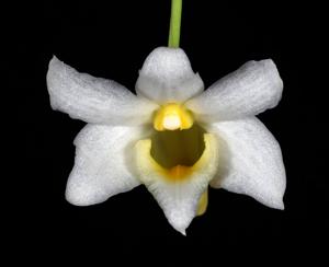 Dendrobium phillipsii