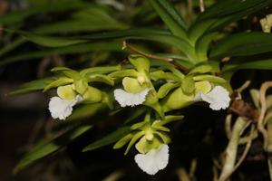 Vanda vietnamica