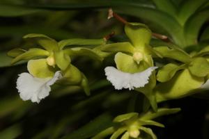 Vanda vietnamica