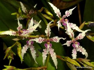 Cyrtochilum ramosissimum