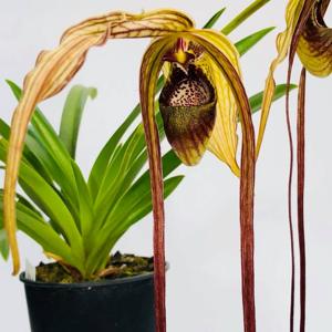 Phragmipedium humboldtii