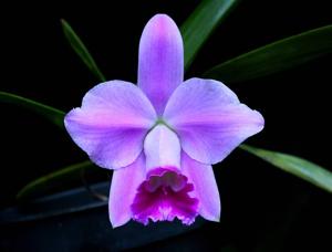 Cattleya pumila