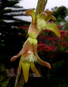 Dendrobium gjellerupii