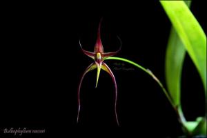 Bulbophyllum nasseri