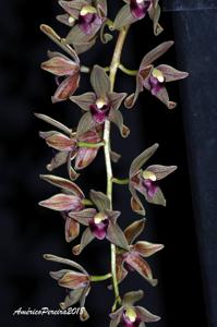 Cymbidium devonianum