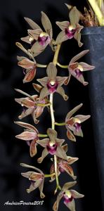 Cymbidium devonianum