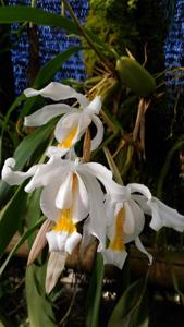 Coelogyne cristata