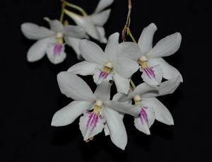 Dendrobium papilio