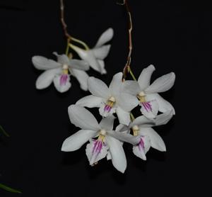 Dendrobium papilio