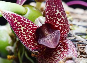 Bulbophyllum disciflorum