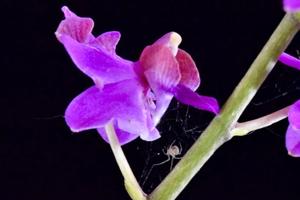 Phalaenopsis pulcherrima