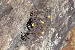 Cattleya blumenscheinii