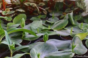 Pecteilis hawkesiana