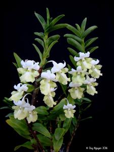 Dendrobium uniflorum