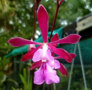 Encyclia moebusii