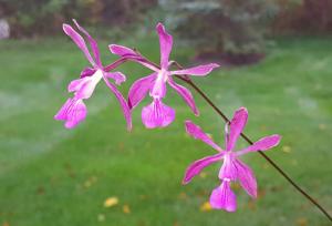 Encyclia moebusii