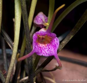 Masdevallia glandulosa